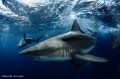   Aliwall Shoal South Africa. Africa  